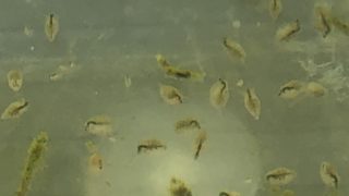 ミジンコ(メダカの餌)