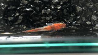 メダカの品評会(2018年秋)三色透明鱗メダカ