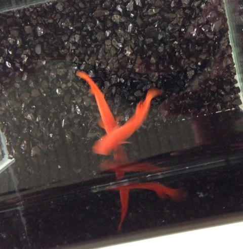 紅帝(2016年秋のメダカ品評会)