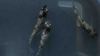 白ブチラメ幹之メダカ