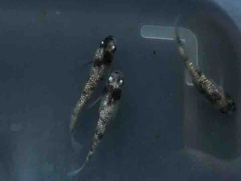 白ブチラメ幹之メダカ