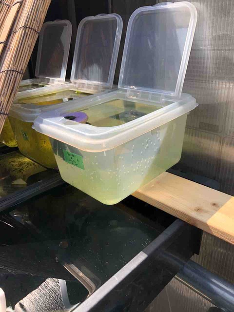 孵化したメダカの針子を稚魚サイズに飼育するための容器(お米ケース)