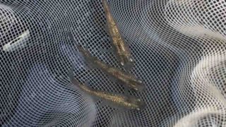 白ぶちラメ幹之メダカ