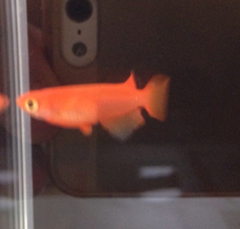 紅帝(2016年秋のメダカ品評会)