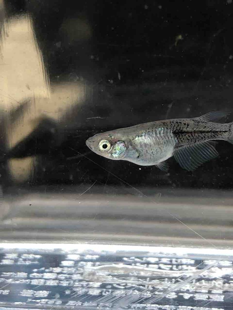 黒い全身体内光メダカ(百式)