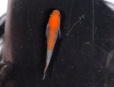 朱赤三色透明鱗メダカ