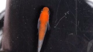 朱赤三色透明鱗メダカ