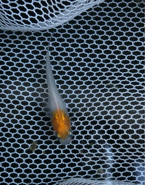 非透明鱗紅白メダカ(2017年10月撮影)