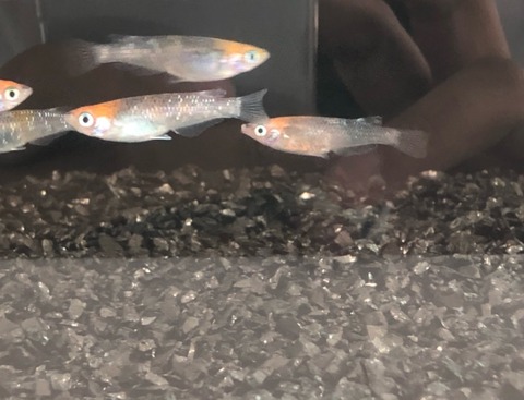 煌(2017年秋のメダカ品評会)