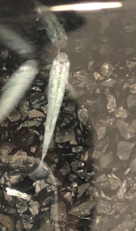 百式(全身体内光メダカ)2017年秋のメダカ品評会