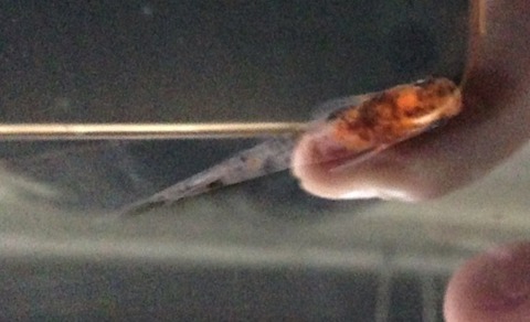 烏城三色メダカ(2016年秋メダカの品評会)