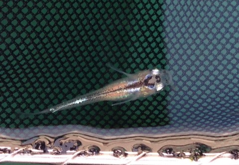 灯メダカ(体外光が乗るタイプ)から産まれた体内が透けるメダカ(2017年5月)