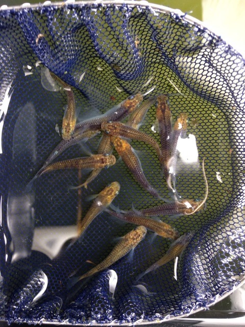 灯メダカ(オーロラタイプ)