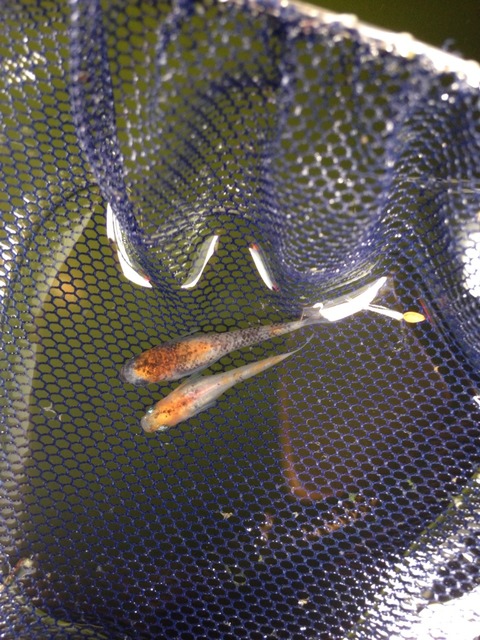 朱赤三色透明鱗メダカ(2017年5月撮影)