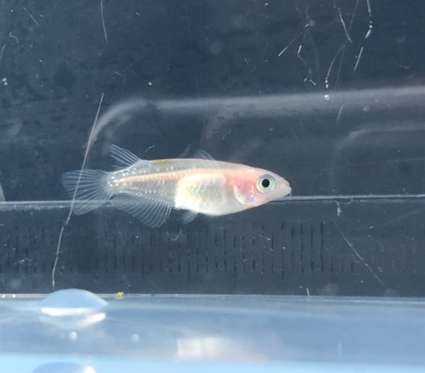 非透明鱗紅白メダカ(2018年1月頃)