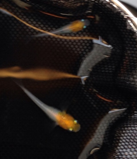 非透明鱗紅白メダカ(2017年8月頃)