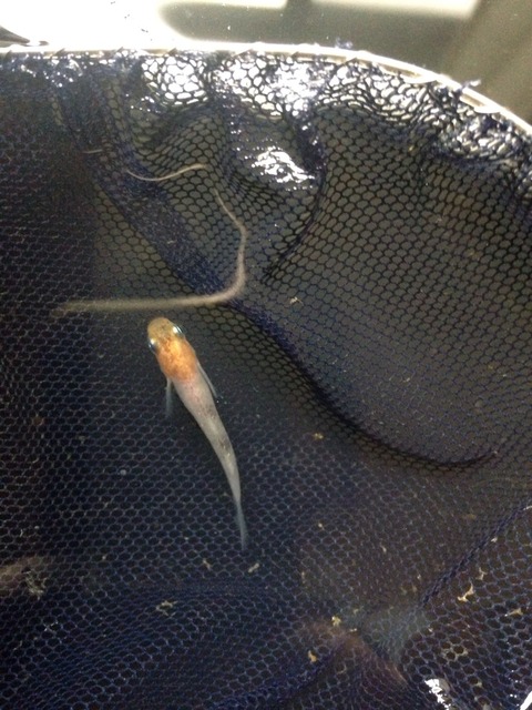 灯メダカの種親メダカ候補