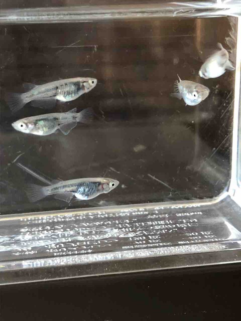 黒百式メダカを作る前の全身体内光メダカ(2018年9月撮影)