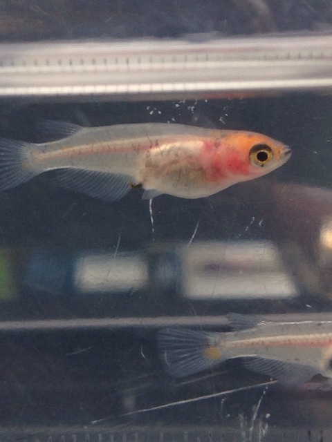 朱赤三色透明鱗メダカ
