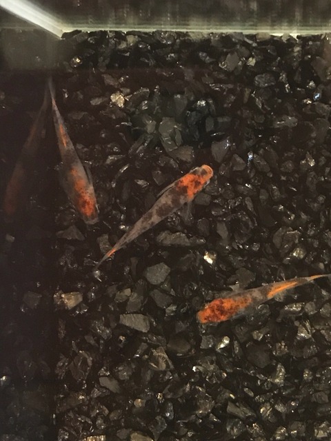 烏城三色(三色透明鱗メダカ)2017年鑑賞メダカの品評会