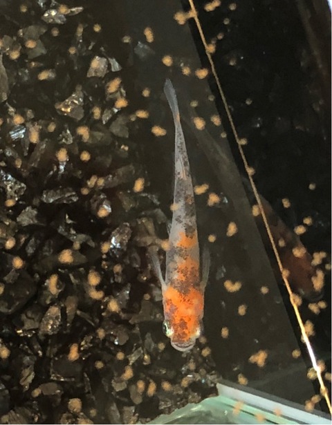 烏城三色(三色透明鱗メダカ)2017年鑑賞メダカの品評会