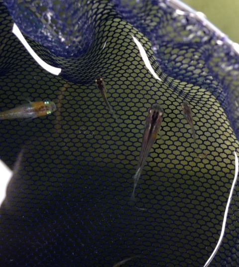 オーロラ表現を持つ灯メダカ