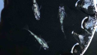 白ブチラメ幹之メダカの親