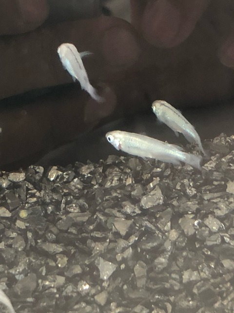 百式(全身体内光メダカ)2017年秋のメダカ品評会