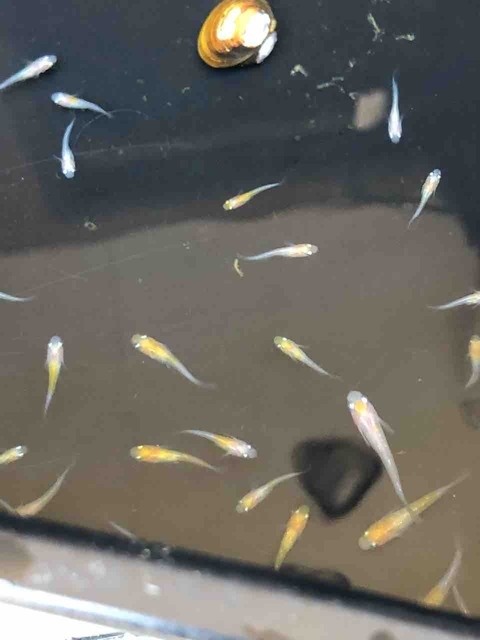 非透明鱗紅白メダカの稚魚(2018年7月撮影)