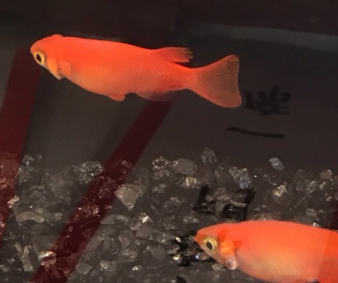 紅帝(楊貴妃メダカ)2017年秋のメダカ品評会