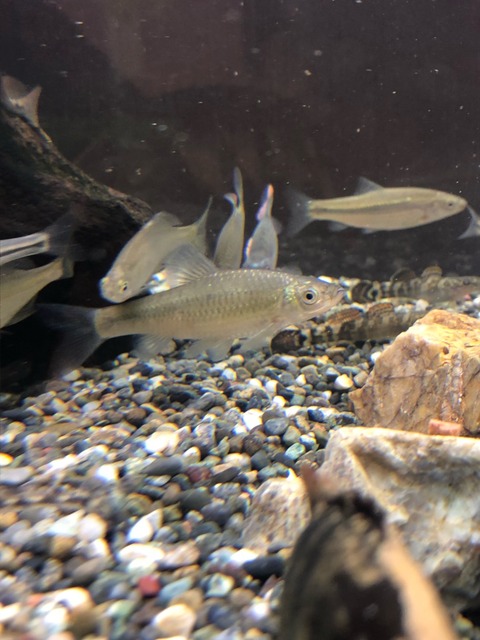 川魚