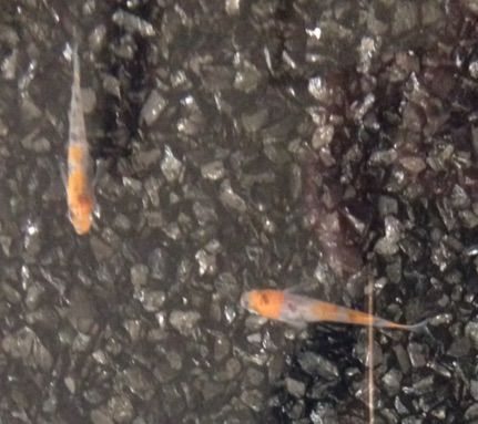 三色模様のメダカ