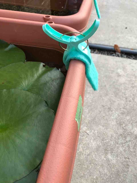 メダカの飼育容器のオーバーフロー対策をスポンジで作る方法