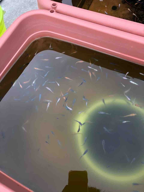 ミックスメダカが泳ぐ飼育容器