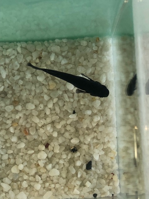 オロチ(黒色系透明鱗メダカ)2017年メダカの品評会