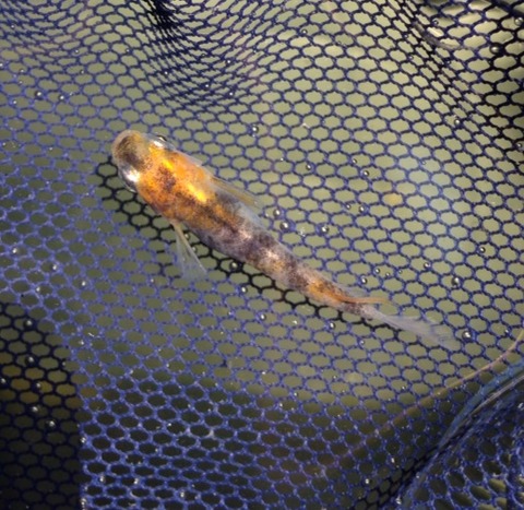 灯メダカ三色タイプ(2017年5月撮影)