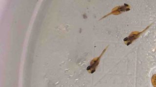 オヤニラミの稚魚