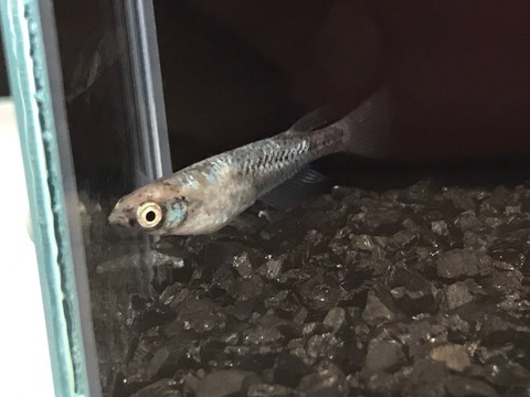 コブラ(体内光メダカ)2017年秋のメダカ品評会