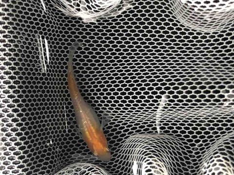 非透明鱗紅白メダカのメス(2018年5月)