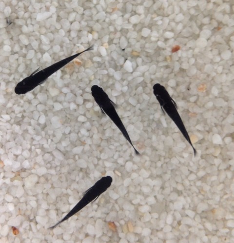 オロチ(2016年秋のメダカ品評会)