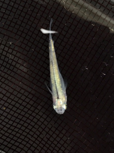 全身体内光メダカ(百式)