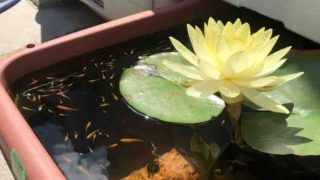 睡蓮の花