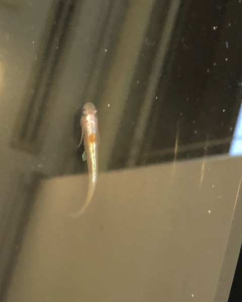 白カブキ(カブキ系メダカ)2017年秋のメダカ品評会