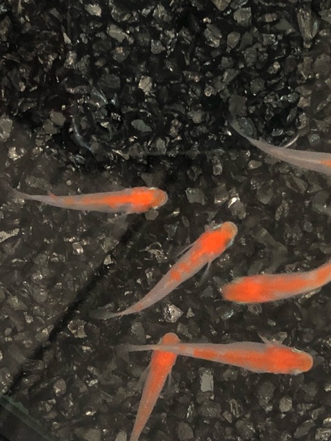 透明鱗紅白メダカ