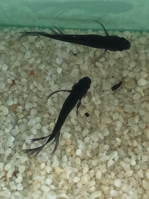 サタン(黒色ブラック透明鱗メダカヒレ長)2017年メダカの品評会