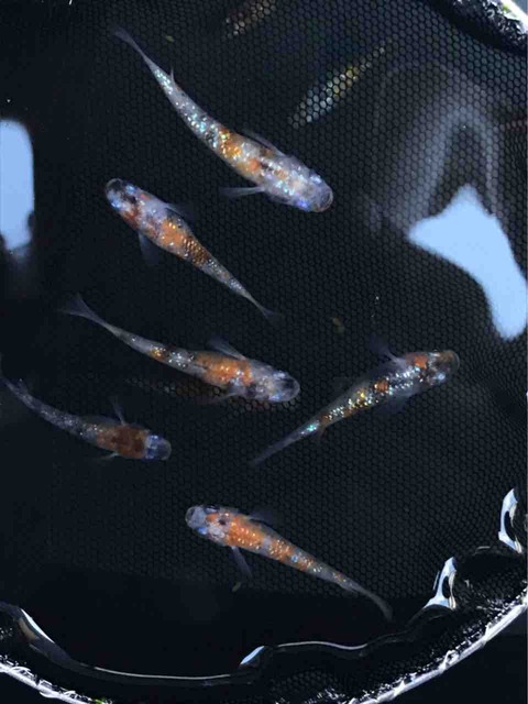 三色ラメ幹之メダカ