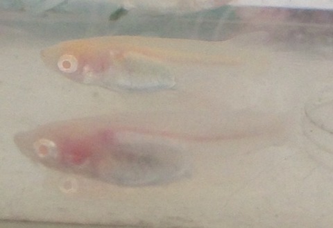 アルビノシースルーメダカの稚魚の特徴