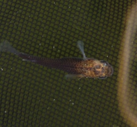 オーロラ系灯メダカの稚魚の特徴