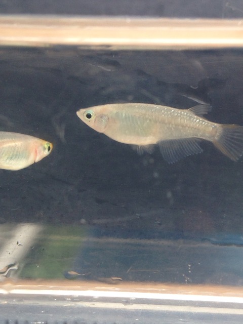 灯メダカの稚魚からラメ幹之の特徴