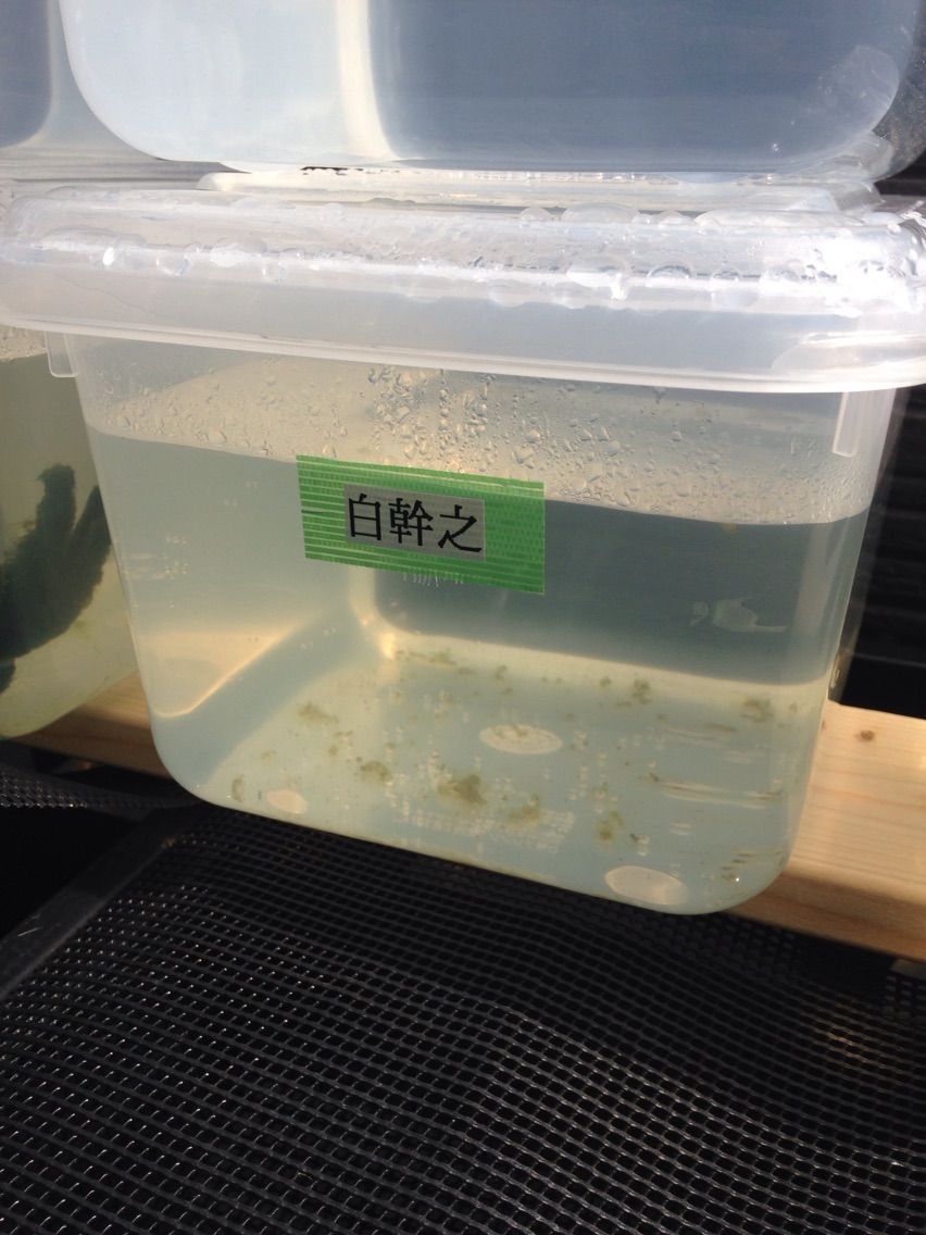 透明と黒のケース 容器 でメダカの稚魚は管理 飼育 ひろしゃんのメダカブログ メダカの果てまでイッテq